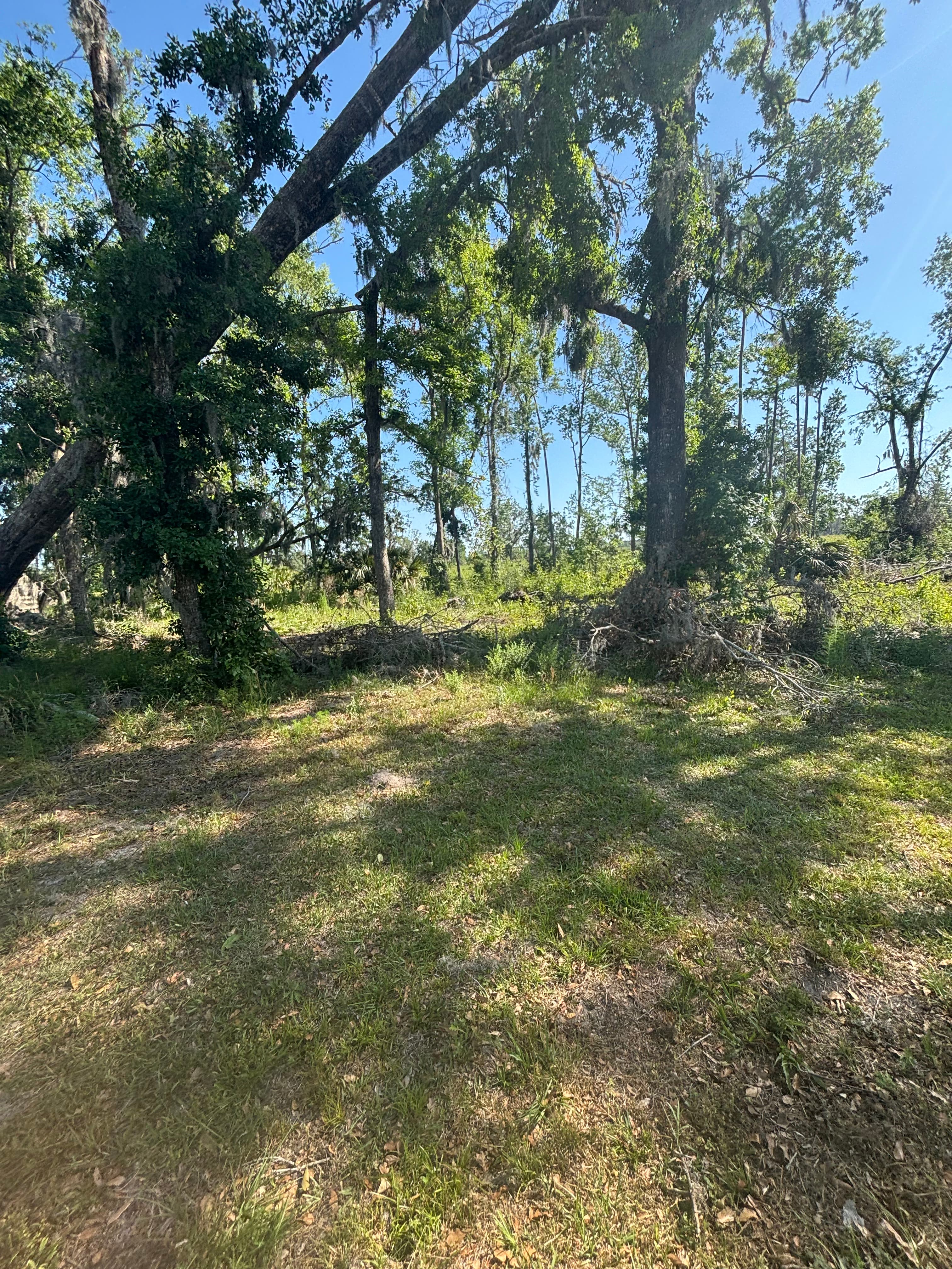 Hunting Land Restoration - Image 3