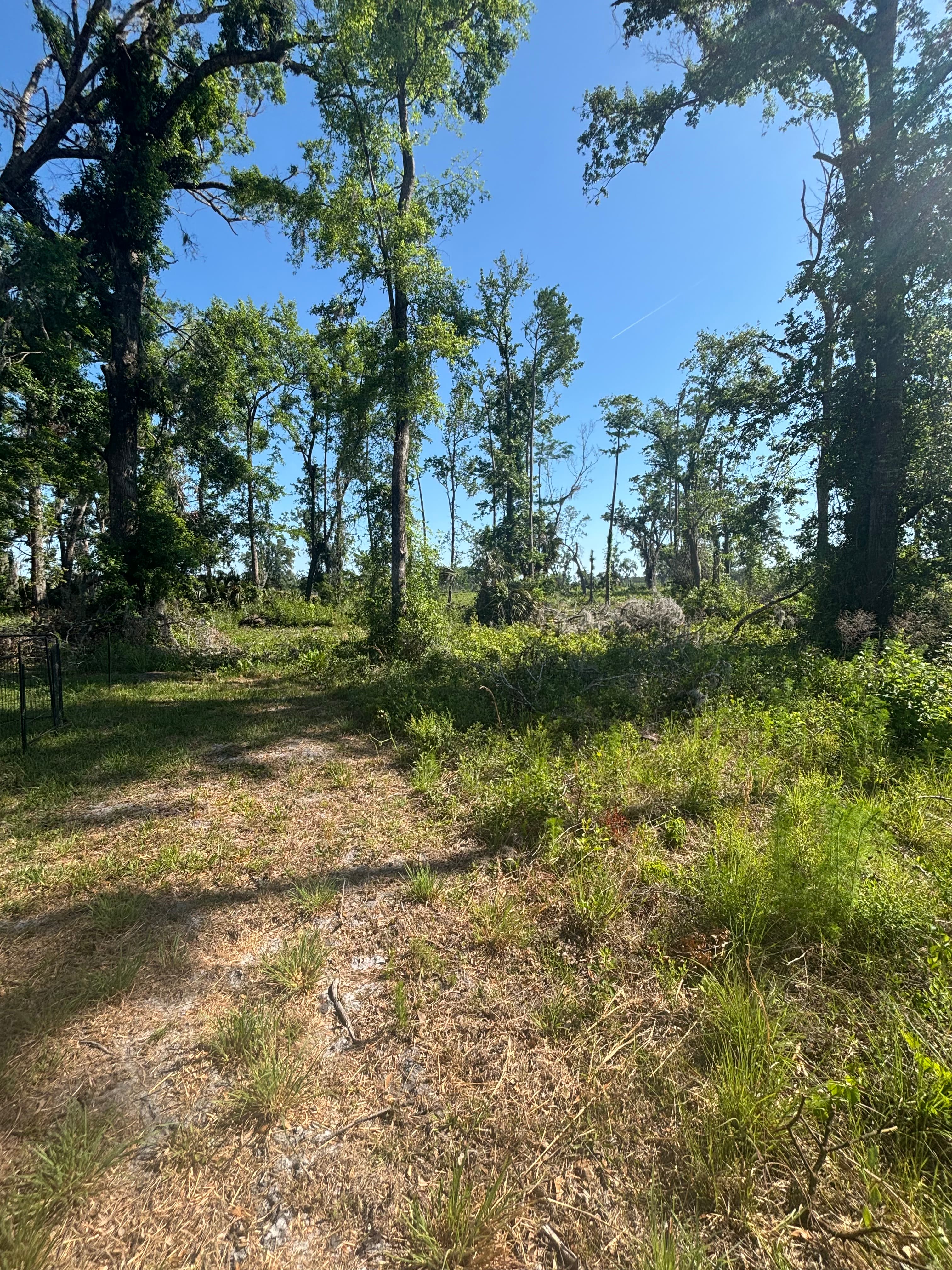 Hunting Land Restoration - Image 4