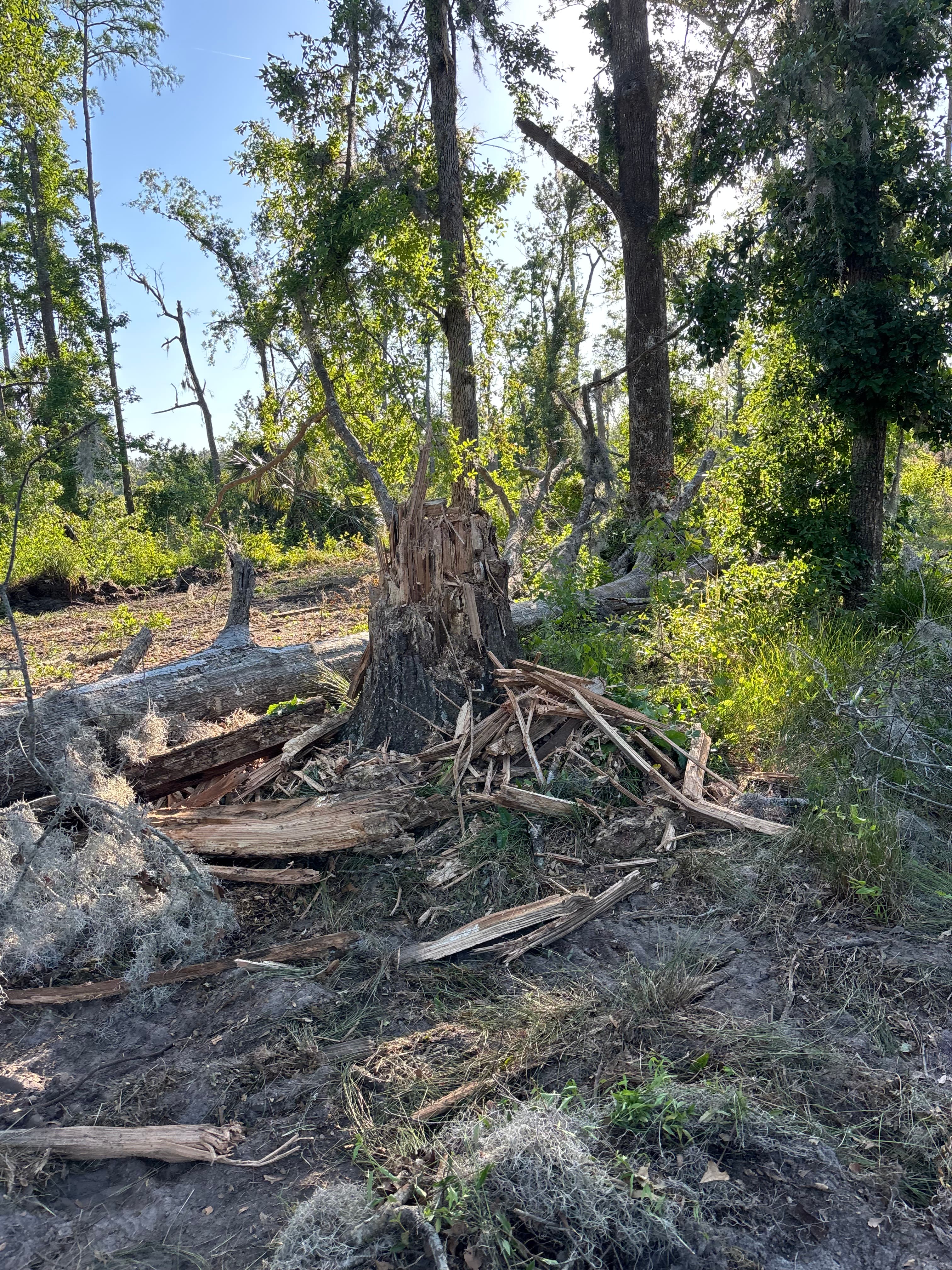 Hunting Land Restoration - Image 7